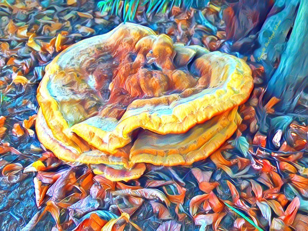 MrsDarylAdixon's tweet photo. Couldn't find out what kinda mushrooms I found recently but it had an outstanding impact on me 🤔😵😈
#magicmushrooms #fantasycolors #AliceInWonderland #creativeart #hallucination
@lannisterstars @AntoniaSchmitt4 @emikoko896 @franca_84 @skitts304 @i_GhostTwd @bro877 @BlankPetra https://t.co/NzM3tVlUbG