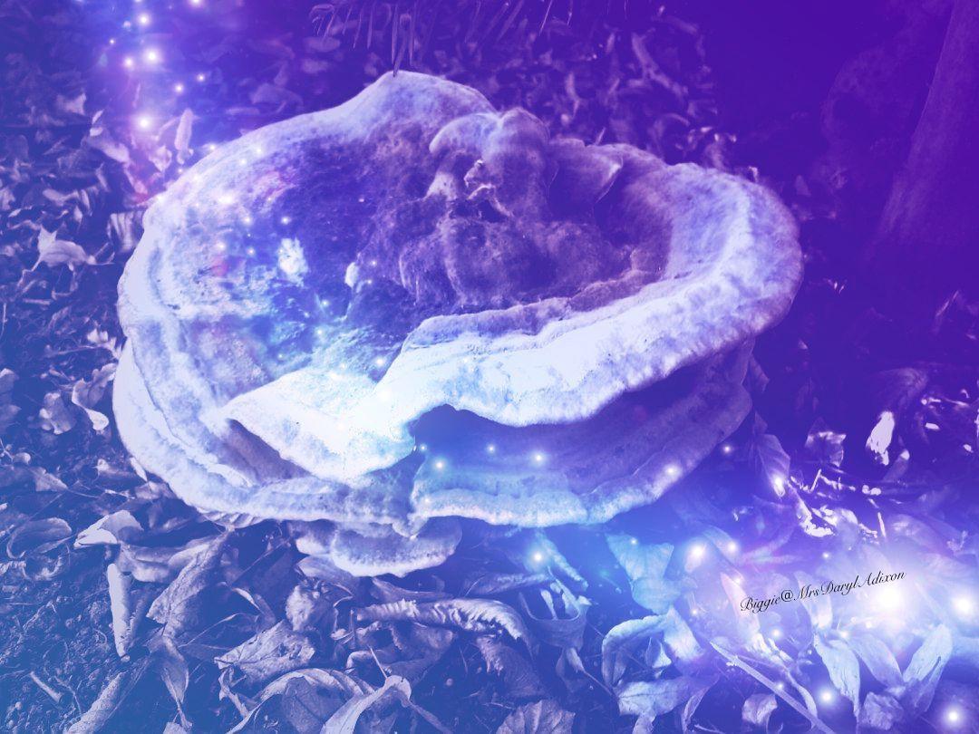 MrsDarylAdixon's tweet photo. Couldn't find out what kinda mushrooms I found recently but it had an outstanding impact on me 🤔😵😈
#magicmushrooms #fantasycolors #AliceInWonderland #creativeart #hallucination
@lannisterstars @AntoniaSchmitt4 @emikoko896 @franca_84 @skitts304 @i_GhostTwd @bro877 @BlankPetra https://t.co/NzM3tVlUbG