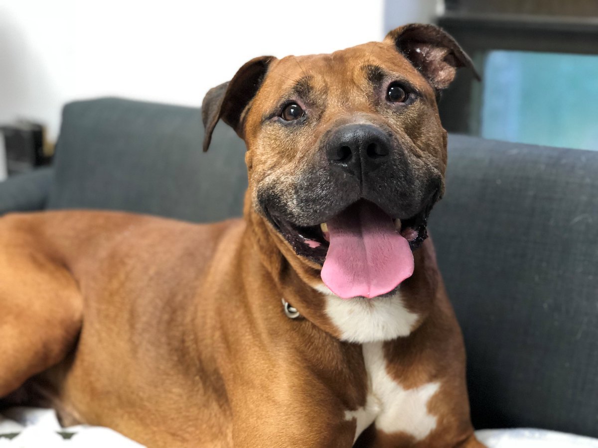 BrookhavenTown's tweet photo. BACK TO SCHOOL FREE ADOPTIONS: #FreeAdoptions for #dogs and #cats over the age of four years-old during the month of September at the Town of Brookhaven #AnimalShelter! https://t.co/drMLUHXXDz https://t.co/gXWNoPPqvz