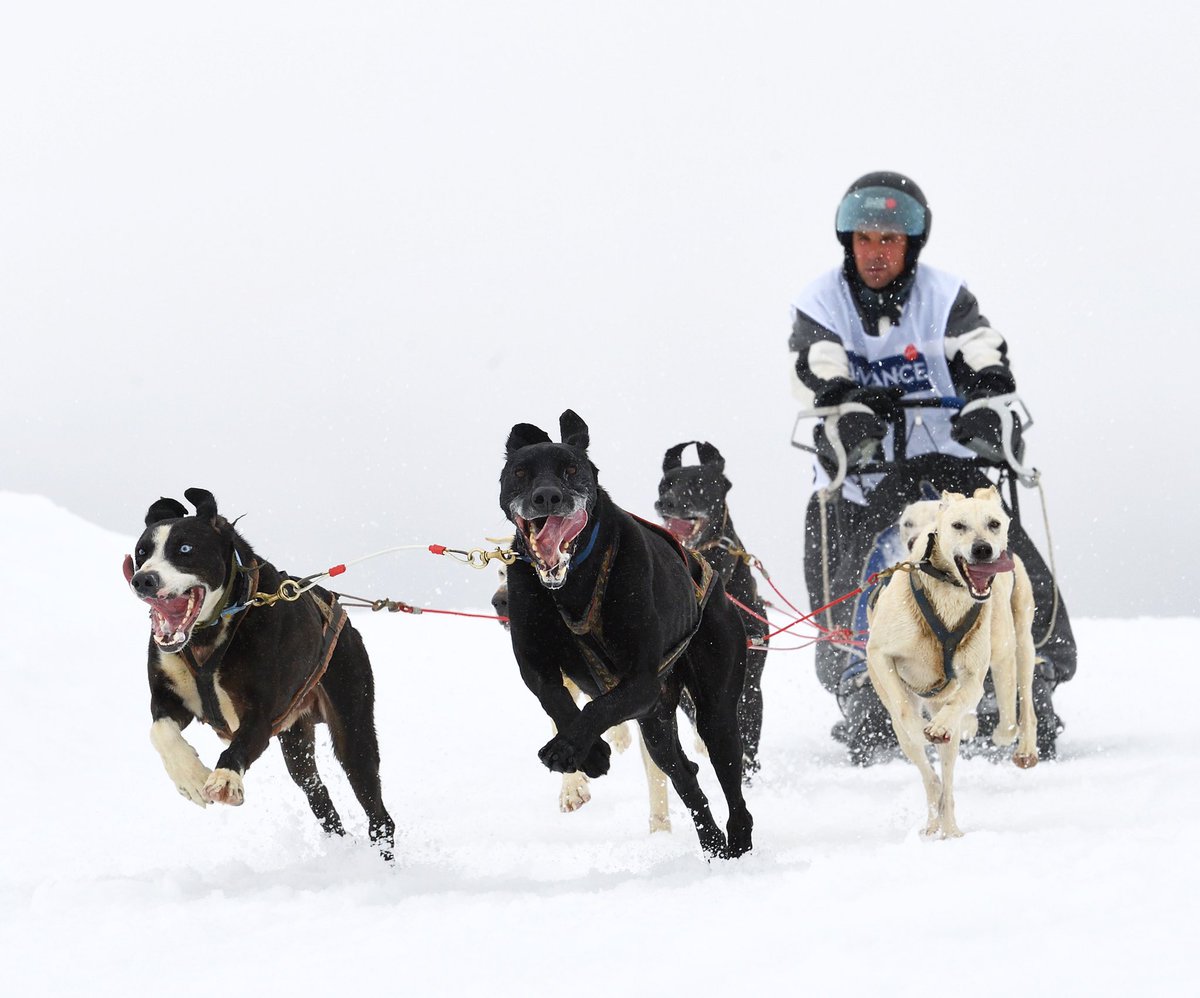 GosArtic's tweet photo. Potencia. Coordinación. Disfrutar. Esto es #mushing #mushinglifestyle #gosàrtic #snowrace2020 https://t.co/EfiOnhaoaX