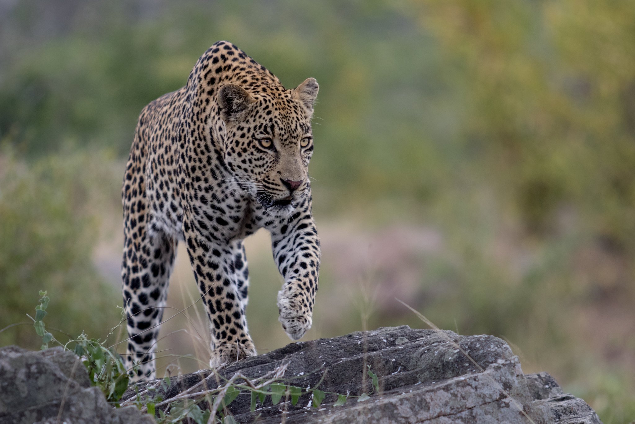Londolozi On Twitter The Young Hosana Male Leopard Takes On The