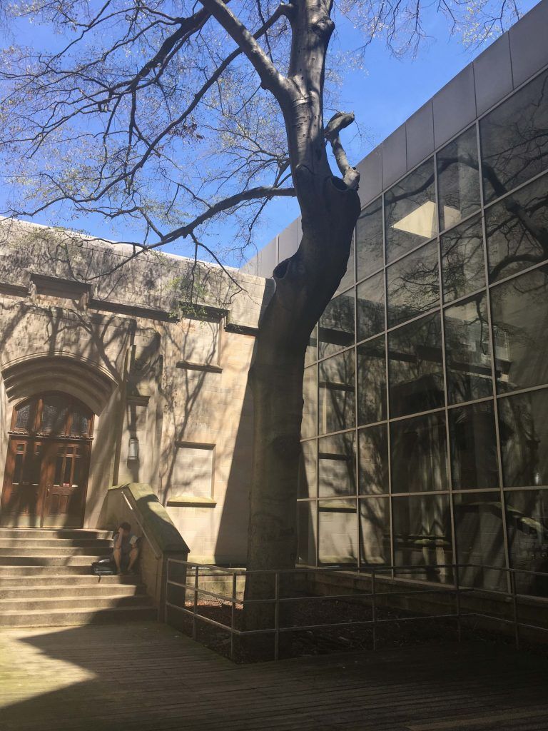 IUCollege's tweet photo. We simultaneously wish a warm hello and wistful goodbye to our second #celebritree. Commonly known as the "Sweetheart Tree," this American Beech already stood tall when the university purchased the current campus's original thirty acres from the Dunn family in 1883. https://t.co/dS9hnyATHv