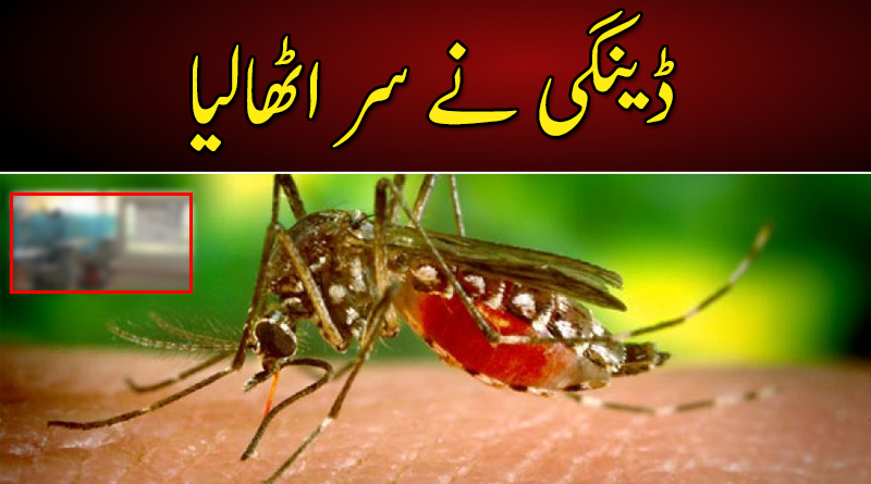 Aaj_Urdu's tweet photo. تازہ ترین خبر : ڈینگی نے سر اٹھالیا
مزید یہاں جانیئے : https://t.co/auT0NHLqgD
#AajNews #AajUpdates #DengueAttack #Dengue https://t.co/dgjalzQ3IX
