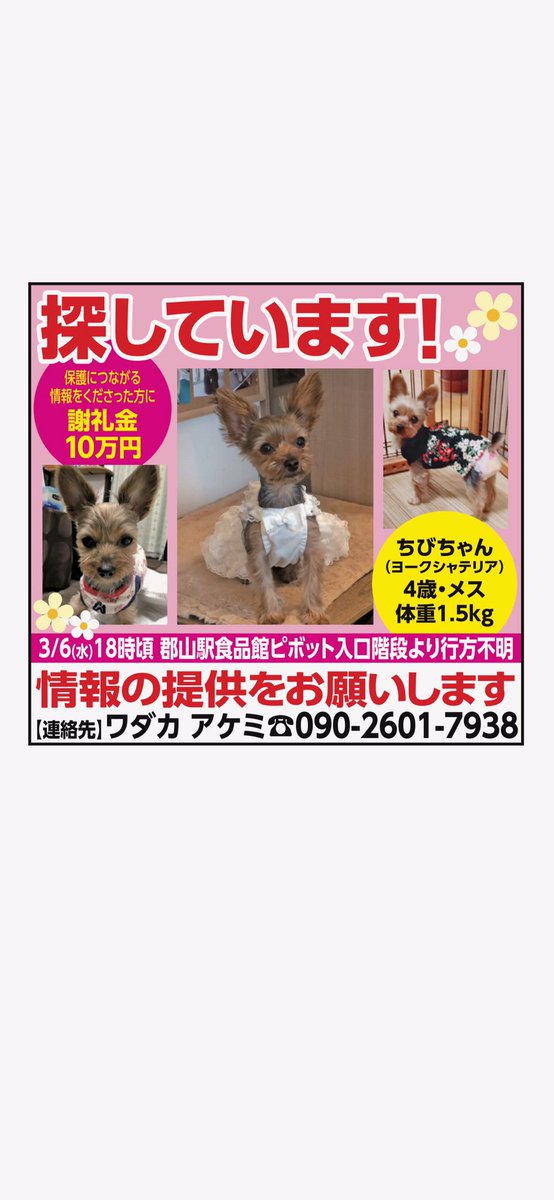 和高明美 今日はチビパパがチビ行方不明から5度目のオペ チビはパパが大好き エレベーター降りた時から玄関で待っている 二人共頑張っている 朝パトで情報ヨーキー見かけ 長者町 一方通行でヨーキーお散歩会う明日また確認 福島県 郡山市 捜索