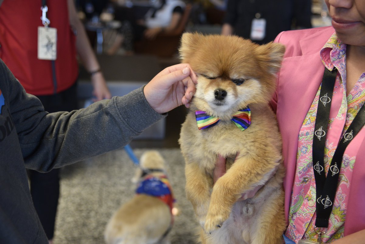 FlyYYC's tweet photo. Vin Room and their cute mascot Dom with PALS celebrating.#YYCPride // Vin Room et sa sympathique mascotte Dom célèbrent la #fierteaYYC en bonne compagnie. @VinRoom @doodledogsyyc https://t.co/cwGpdakh6o