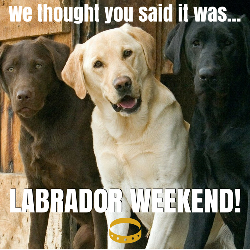 northelmanimal's tweet photo. We will be closed on Monday, September 2nd in honor of Labor Day!  If you have an emergency please call the Animal Emergency and Trauma Center at 336-632-0605.

We hope you all have a fun &amp; safe holiday weekend! https://t.co/9UuSUcBLDK