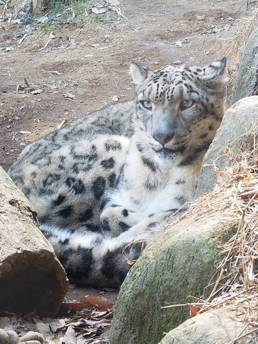 あや 川fw川 على تويتر ユキヒョウの尻尾だよー可愛いでしょ