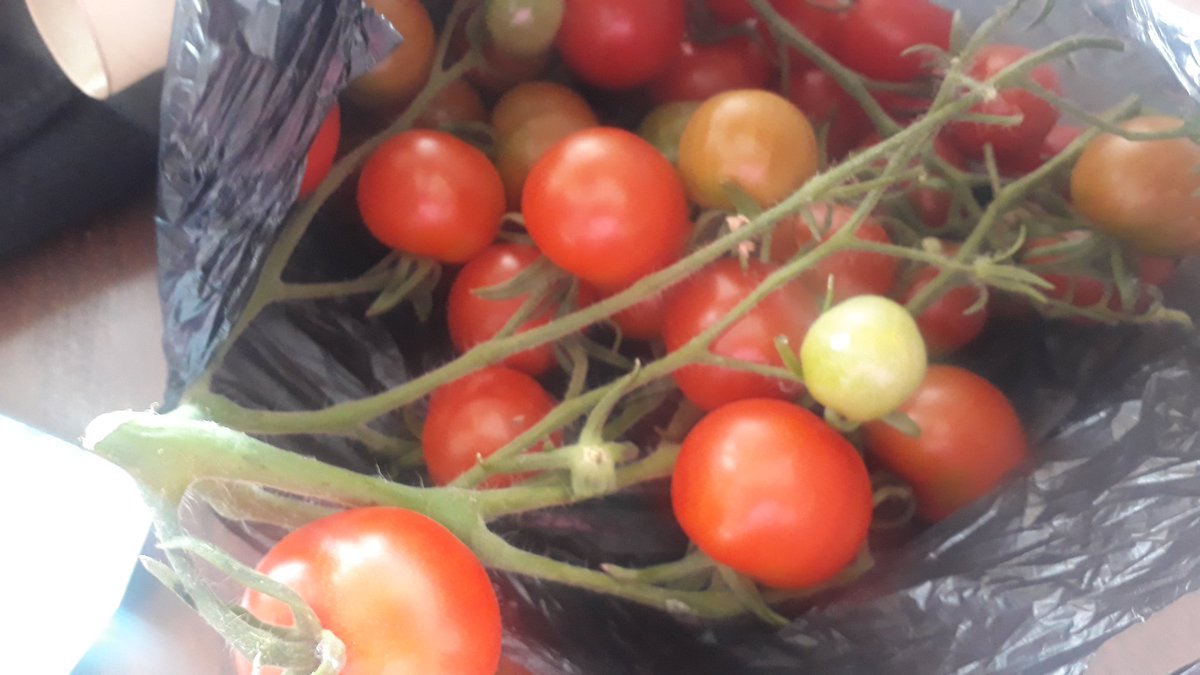 Claire_journo's tweet image. I love my neighbours.. knock on the door, little girl there "these are from my grandad from his allotment" 👍👍