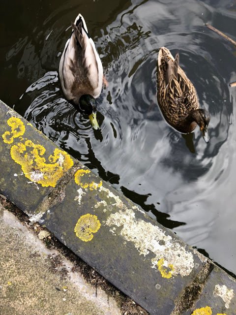 duckoftheday's tweet photo. 30 Aug 2019 https://t.co/Ylo6s7PsBP
