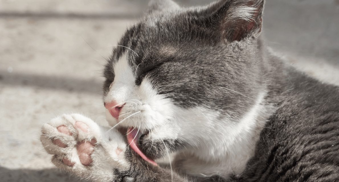 caesgatos's tweet photo. Hercosul oferece produtos que auxiliam e previnem bolas de pelos. Apesar de ser algo comum, problema causa muito incômodo aos felinos 🐱https://t.co/Yvy8Trvspa #caesegatos #felinos #hercosul #pets #cat https://t.co/qvIDy339Nz