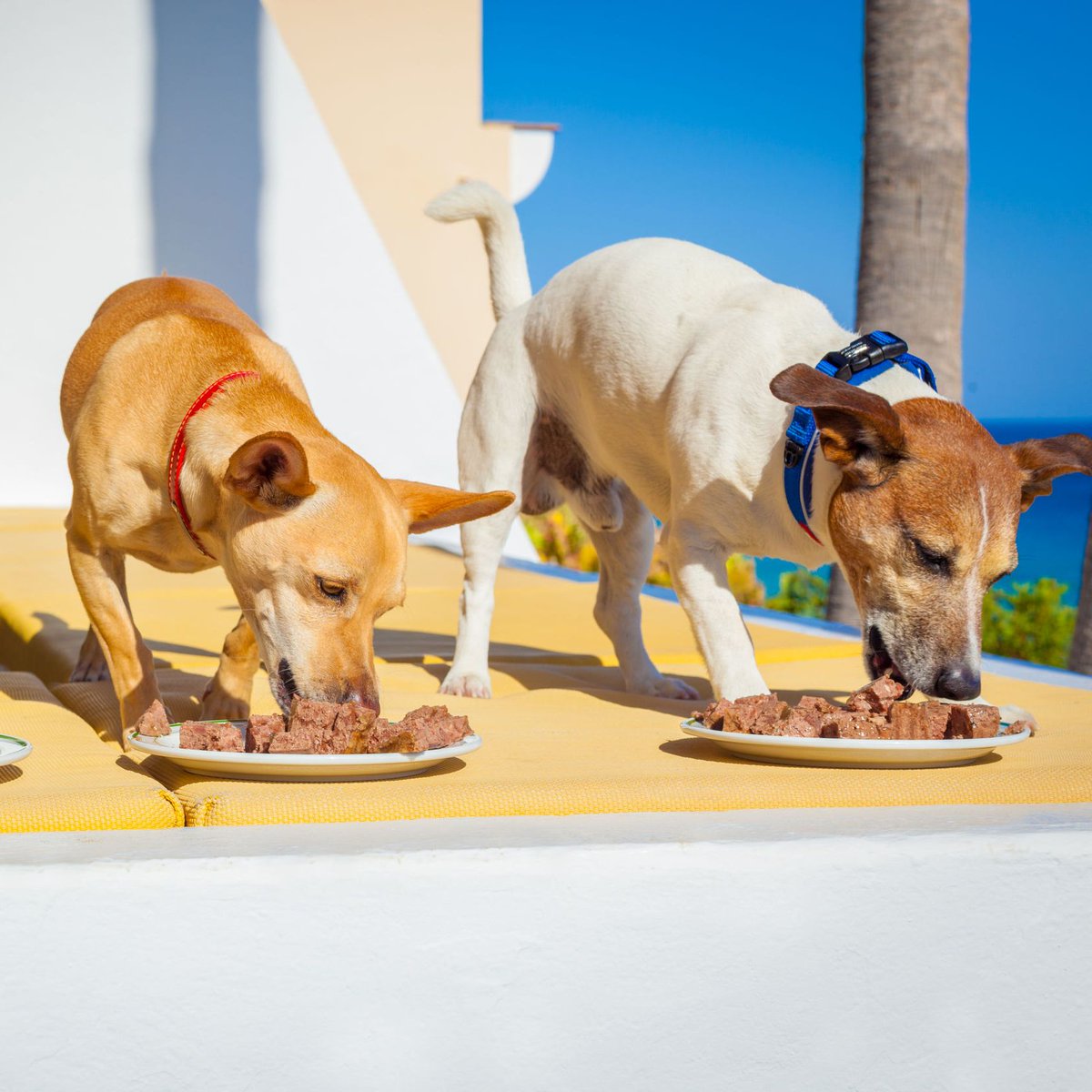 pedigree dog grooming