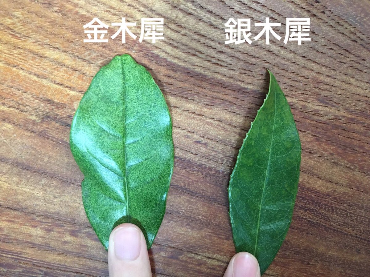 さび 木犀に伯仲を重ねられずにいられないんですけどこの葉っぱの違いを見てくれ 銀木犀 なんだこのトゲトゲは ついでに花言葉も添えておこう 金木犀 謙虚 気高い人 真実 陶酔 銀木犀 初恋 高潔 あなたの気をひく さび 木犀に伯仲を重ねられずにいられないんですけどこの葉っぱの違いを見てくれ 銀木犀 なんだこのトゲトゲは ついでに花言葉も添えておこう 金木犀 謙虚 気高い人 真実 陶酔 銀木犀 初恋 高潔 あなたの気をひく