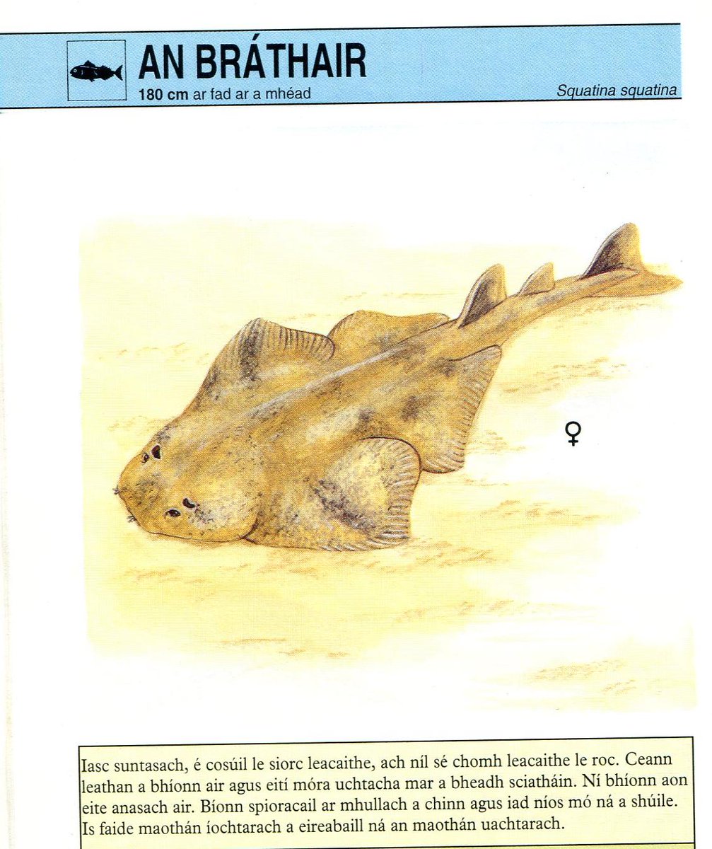 marinescigalway's tweet photo. Enjoyed both talks on angel sharks at #EMBS54
The Irish for angel shark can also be translated as 'the brother'. No idea why! https://t.co/WQiafF3h0i