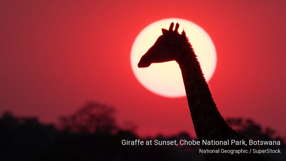 webshots's tweet photo. Today's Photo: Giraffe at Sunset, Chobe National Park, Botswana https://t.co/TveZunolhX https://t.co/erYwncmZmi