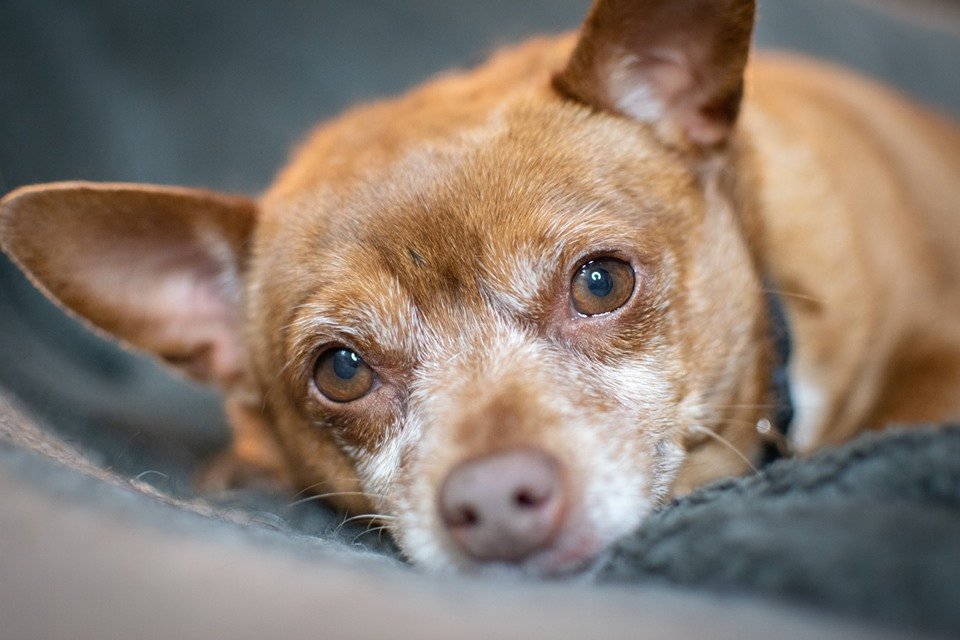 Meet all our adoptable pets, check out our adoption policies and fees, and fill out an application today to make one of our rescued animals a part of your family!🐾  novapetsalive.org/adopt ❤️#adoptdontshop #rescues