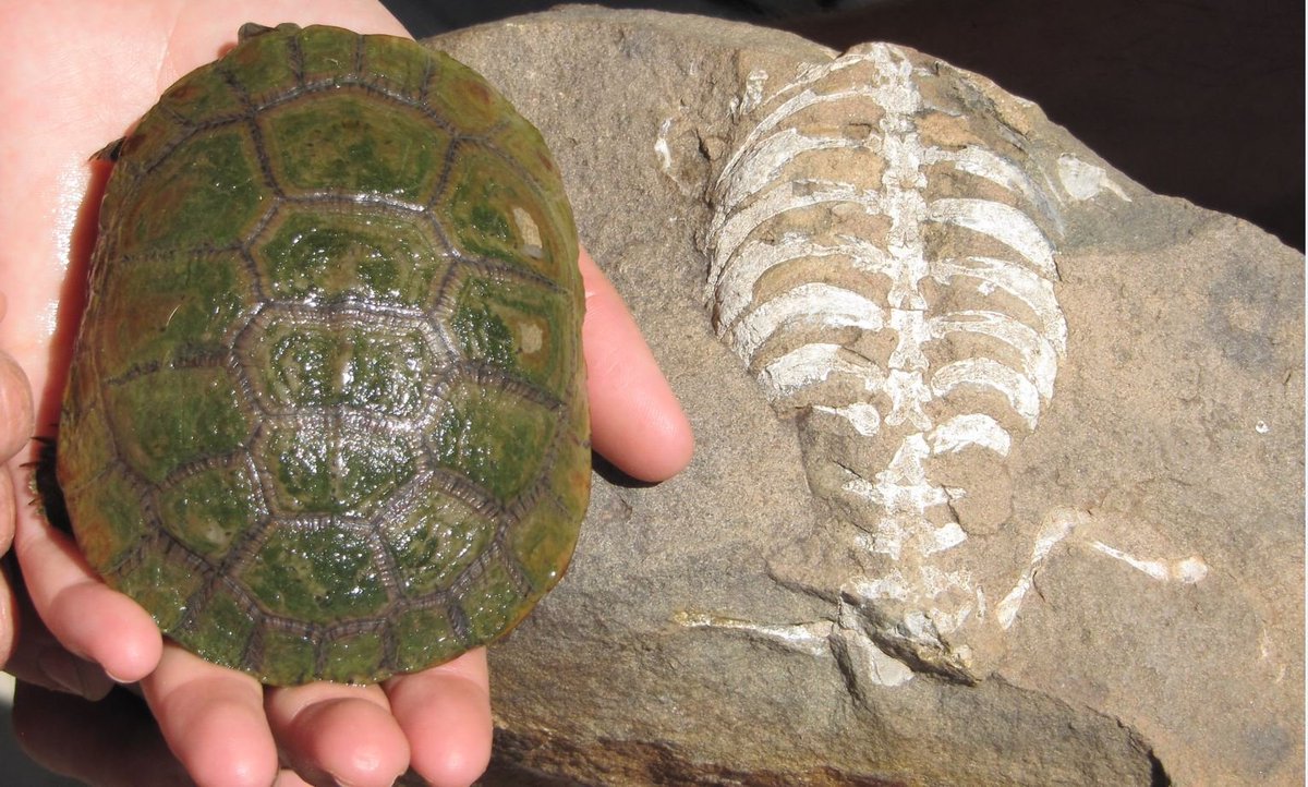 DenverMuseumNS's tweet photo. happy #fossilfriday! Here is the oldest fossil proto turtle and a modern living turtle in the same photo. Pretty dang cool. A living South African sideneck turtle next to its 260 million year old relative. #turtlenerd https://t.co/1PNtJigoZF