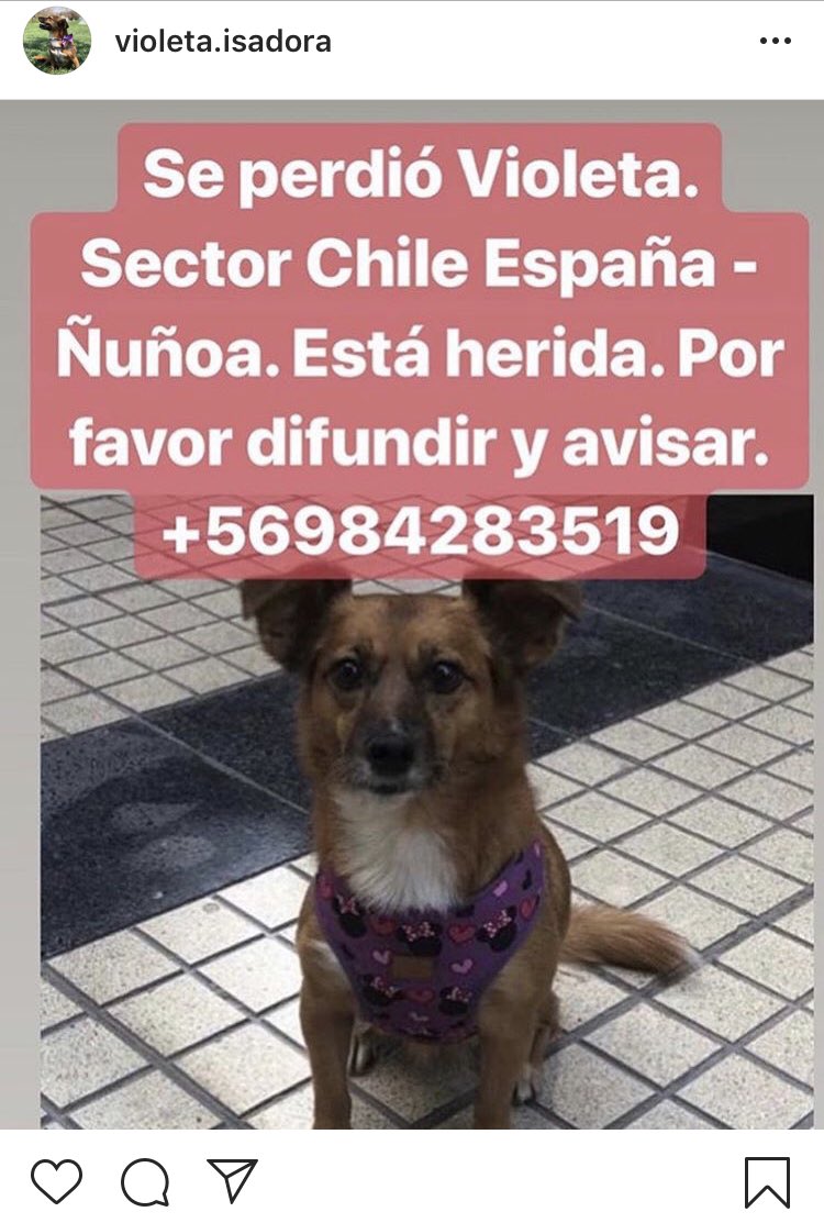 DeylinD's tweet photo. Ayer se perdió Violeta en sector Chile España de Ñuñoa, ayúdanos a encontrarla 🙏🏼 #Ñuñoa #Perdida #PerroPerdido #Santiago #Ayuda #ChileEspaña https://t.co/4R6wFn9NzD