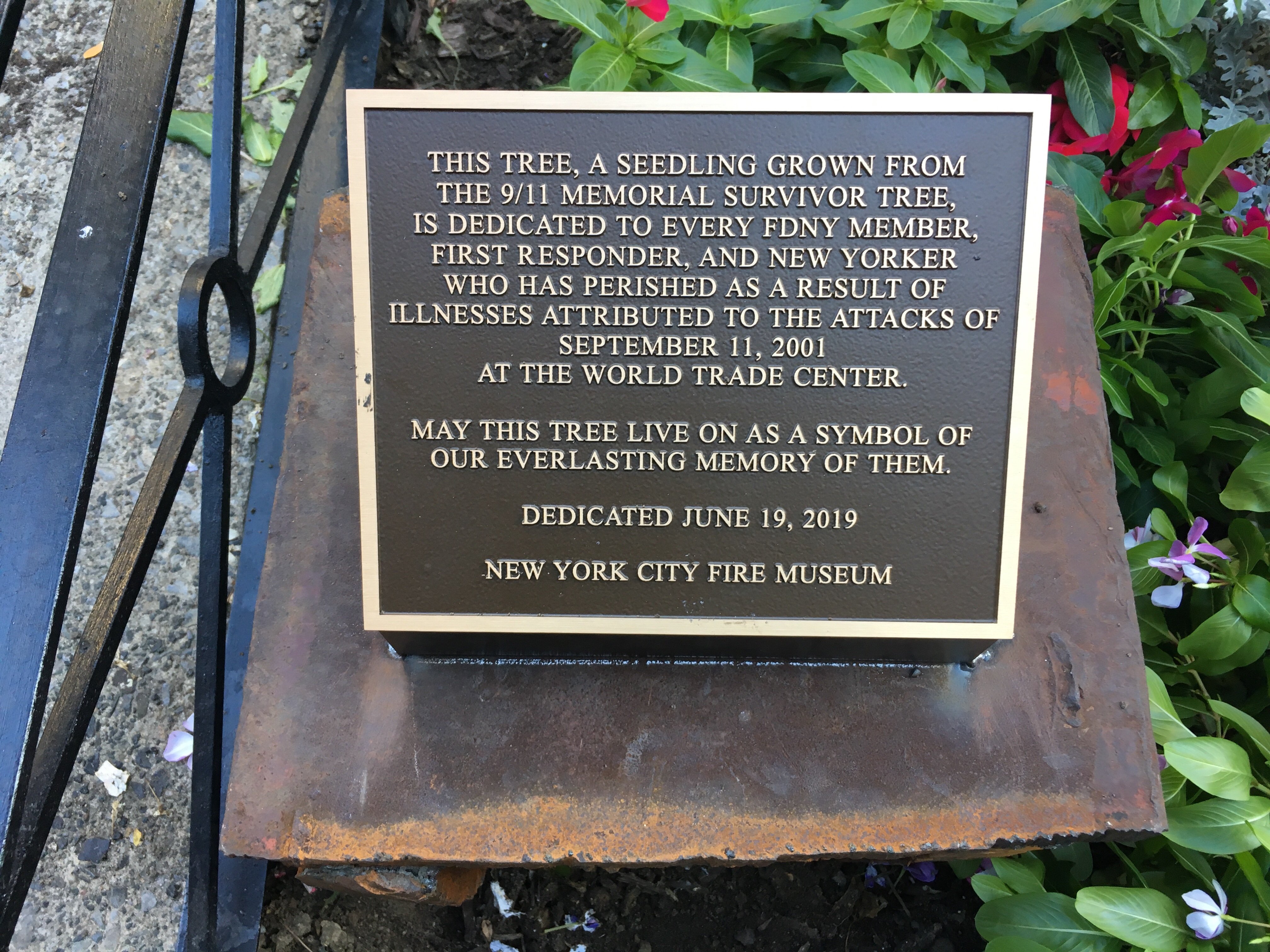Photos: Survivor Tree Grows at 9/11 WTC Memorial
