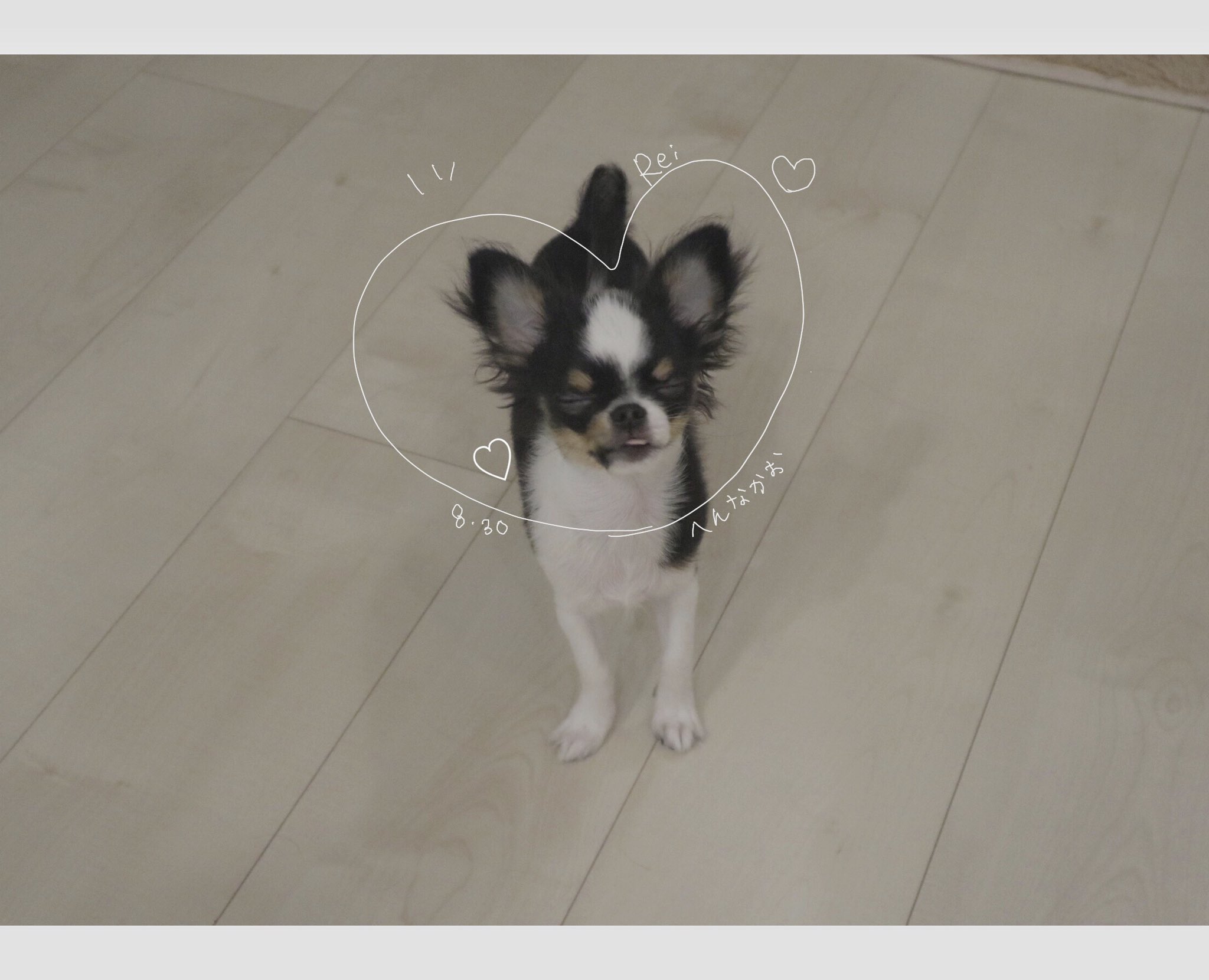 春茶 かわいいじゃん 春茶 かわいいじゃん