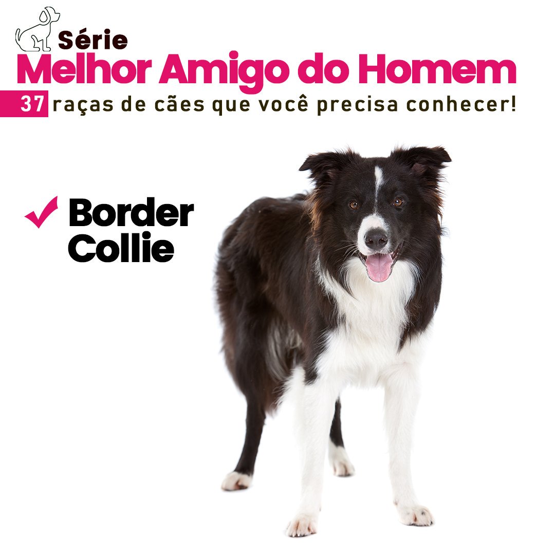 Border Amigo: Border Collie, mais que uma raça uma paixão!!!