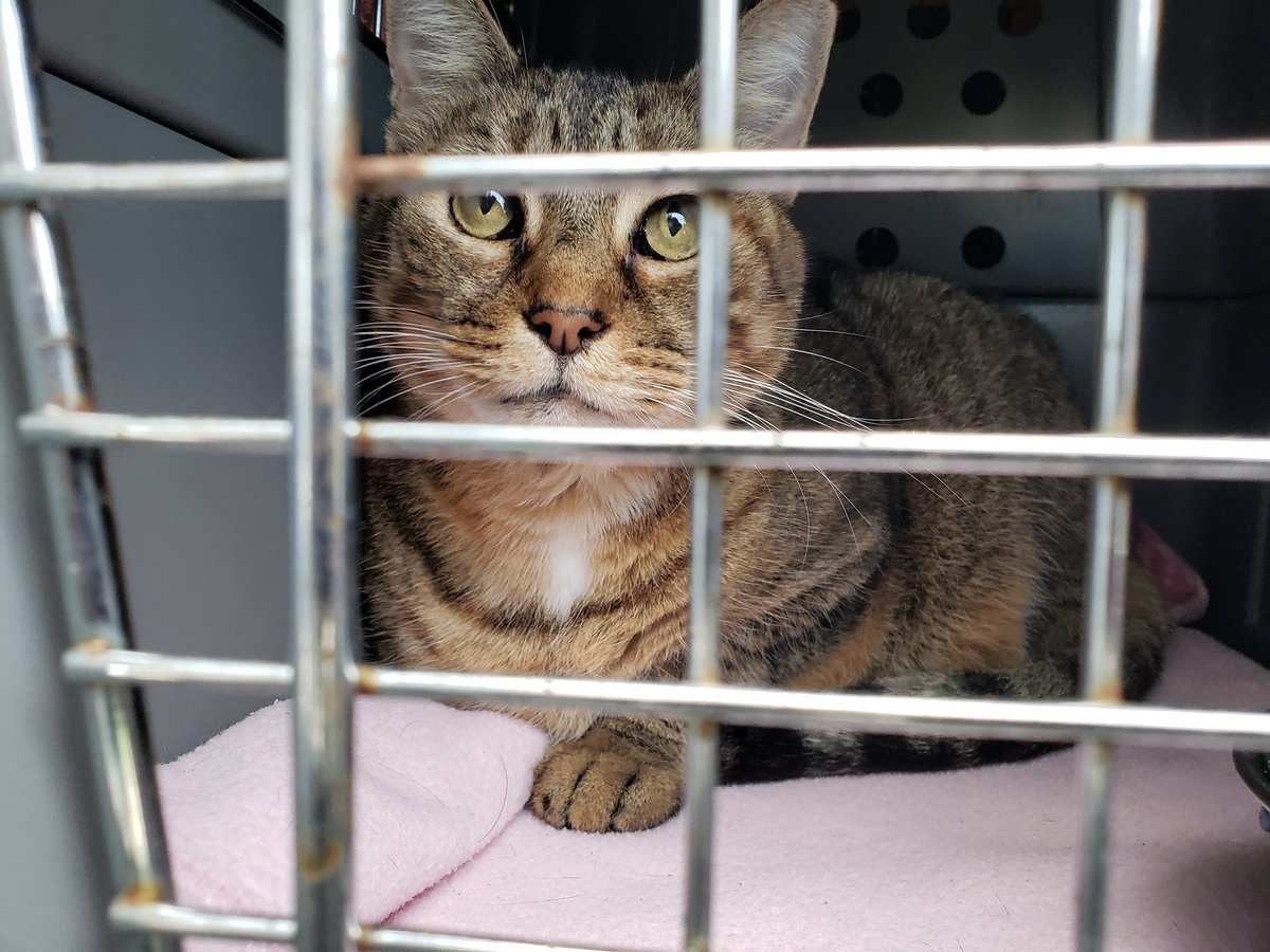 pbhsnaples's tweet image. Our Special Response Team is on-site at @hsvb. They will be bringing 28 animals back to safety in Naples, FL later this afternoon. #HurricaneDorian 🌀