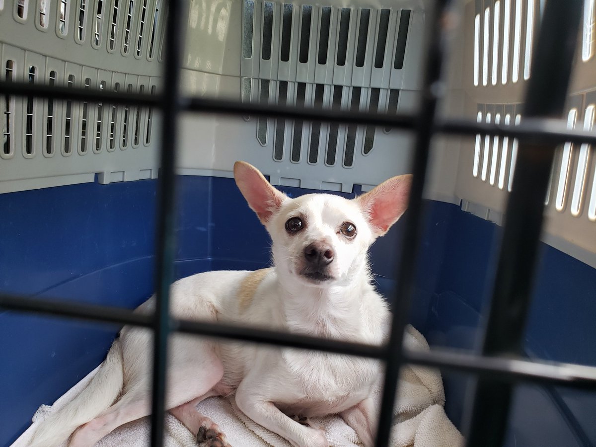 pbhsnaples's tweet image. Our Special Response Team is on-site at @hsvb. They will be bringing 28 animals back to safety in Naples, FL later this afternoon. #HurricaneDorian 🌀