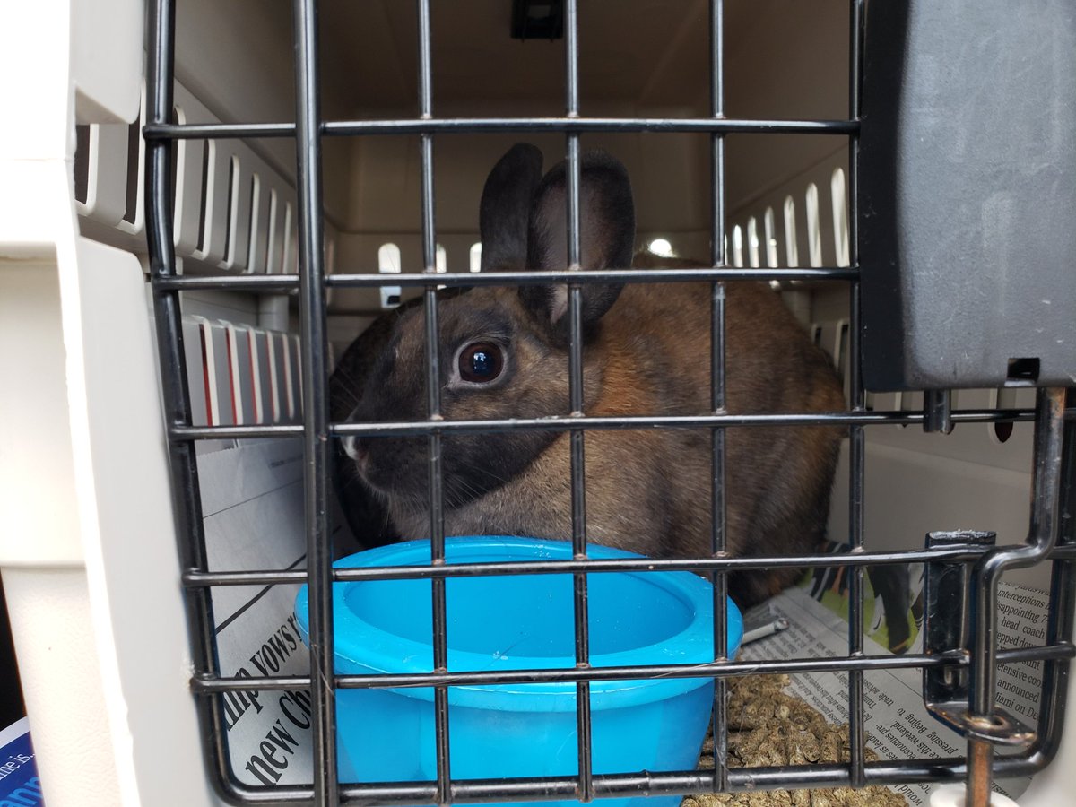 pbhsnaples's tweet image. Our Special Response Team is on-site at @hsvb. They will be bringing 28 animals back to safety in Naples, FL later this afternoon. #HurricaneDorian 🌀