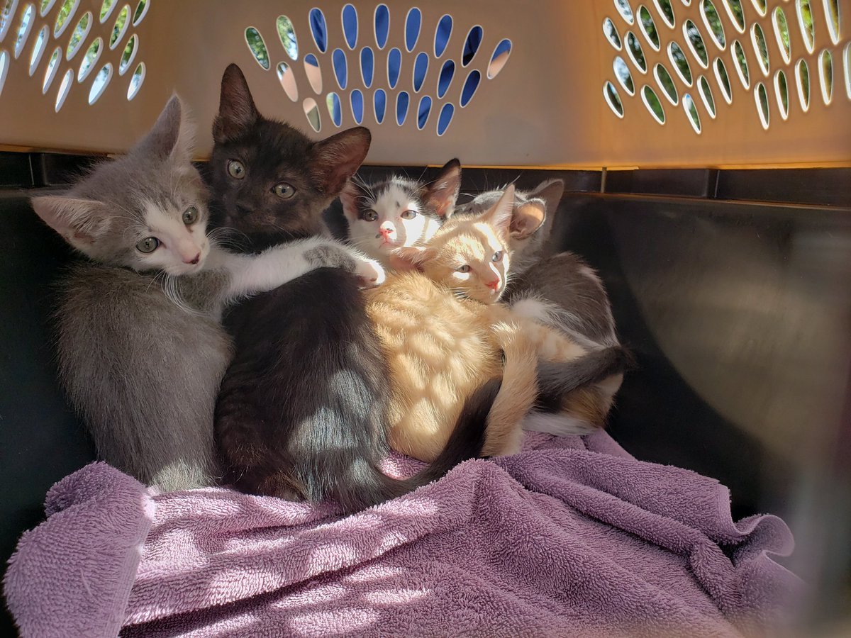 pbhsnaples's tweet image. Our Special Response Team is on-site at @hsvb. They will be bringing 28 animals back to safety in Naples, FL later this afternoon. #HurricaneDorian 🌀