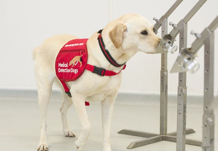 Imperial College London and the charity Medical Detection Dogs collaboration finds that dogs can be trained to detect the even the smallest traces of Pseudomonas aeruginosa.
buff.ly/2NCqZlR
#cysticfibrosis #lunginfections #bacteria #medicaldetectiondogs