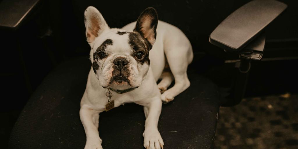Expert_Crane's tweet photo. This #FeatureFriday, we're featuring our company mascot, Chloe! Chloe wants everyone to visit https://t.co/LeGJTzTQ9k and request a quote today! #DogDaysOfSummer #OverheadCranes #RequestAQuote https://t.co/pA2IoPzT4B