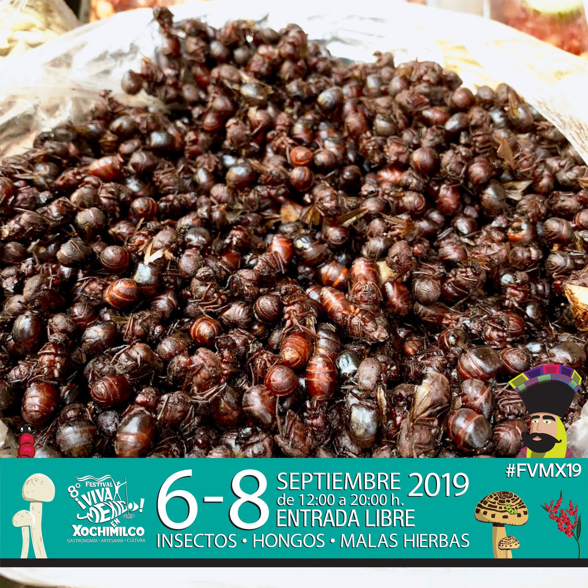 Festival VMeX tweet media