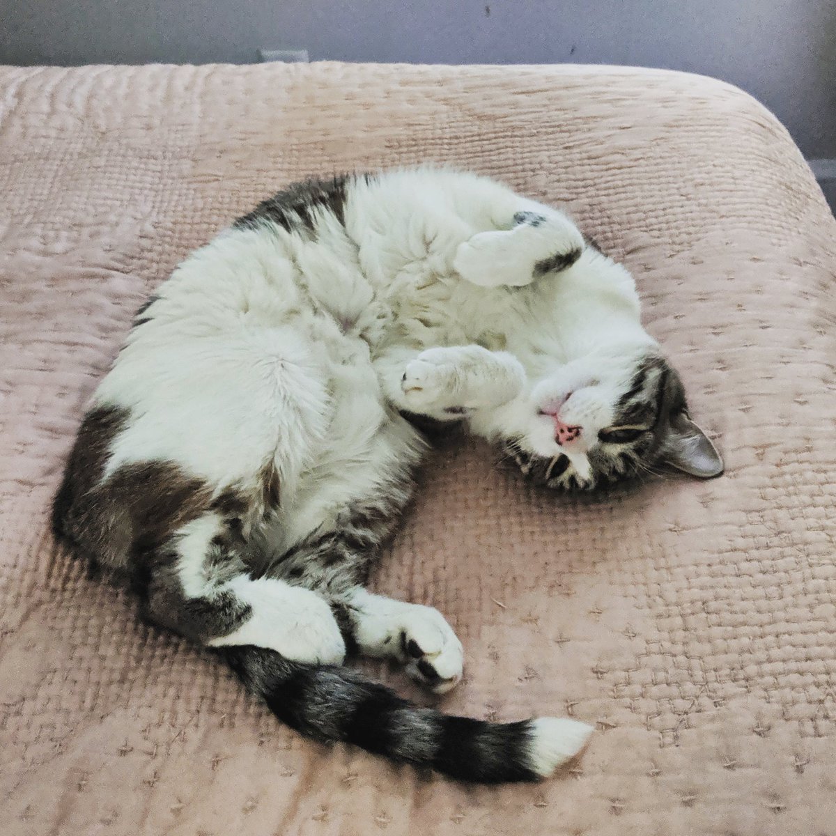 sallydraper100's tweet photo. Westley wants you to know his belly floof is participating in this #floofoff https://t.co/mT15JL3UXE