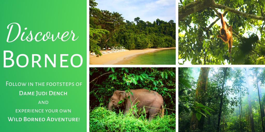 Itching for your own Wild Borneo Adventure after watching #DameJudiDench on @itv? Discover the beautiful places and eco-lodges she visited bit.ly/2NDqEiy #Borneo #Travel #Nature #Orangutans #Wildlife