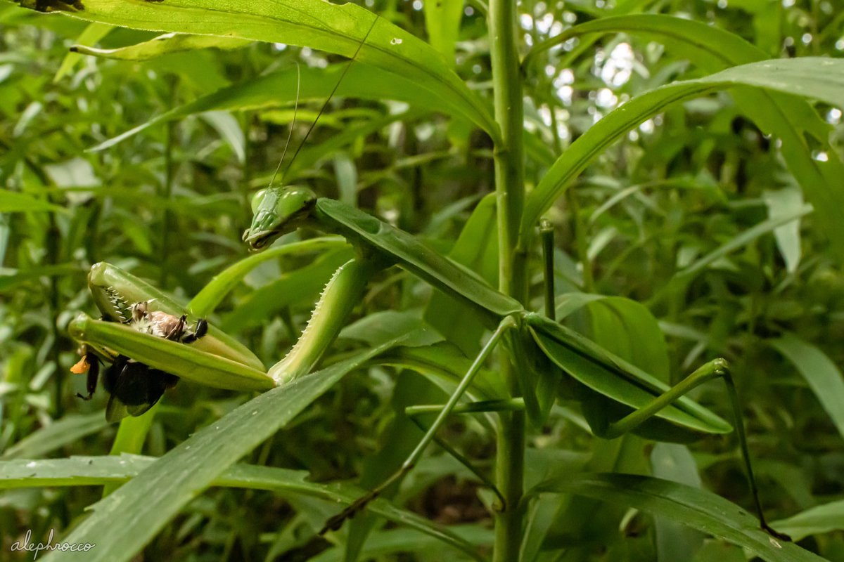 alephrocco's tweet photo. Chinese mantis (Tenodera cf. angustipennis) preying on a bumblebee

https://t.co/7pS5XwCoDY https://t.co/JUiGNiCykR