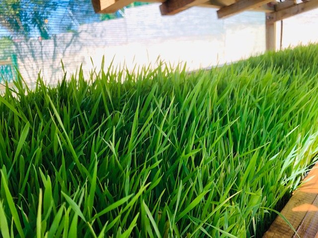 Meatco_Namibia's tweet photo. Hydroponics Fodder Production – a glimmer of hope for farming.
https://t.co/VjE6XHcl7U
#Meatco4Namibia #combactingdrought https://t.co/yqlinyzaJm