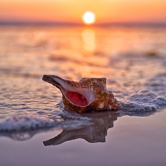 Ever wonder what lives in those beautiful shells washing up on the beach? Visit the only conch farm in the world in Turks &amp; Caicos and enjoy a fresh conch salad. Book with Delta Vacations now to get 2X the value on your miles! #FunFactFriday