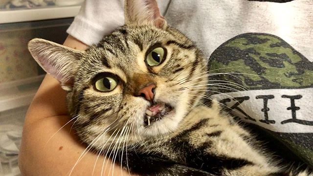 ちょりとちゃみ A Twitter お口にささみ付ちょり 笑 ちょり ちょりチャンネル 猫 ねこ ねこ部 にゃんすたぐらむ にゃんこ 子猫 T Co Cimheqgakn