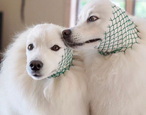 DogEskimon's tweet photo. #dogslover #dogsofinsta  #dogsforlife #dogsmile #dogsarefamily https://t.co/rITrmC1Pgp