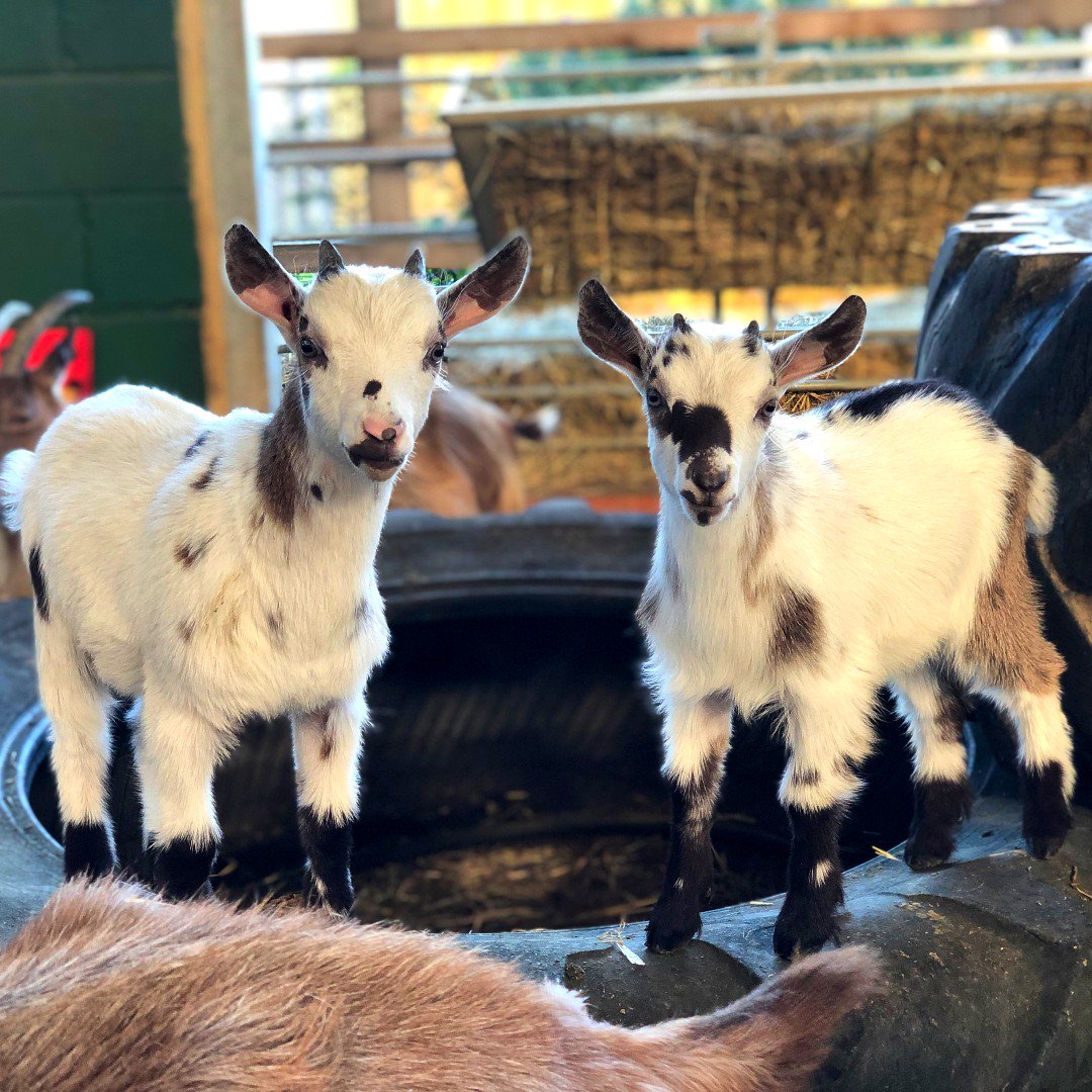 BockettsFarm's tweet photo. The twins are growing up quickly! ๐๐
#pygmygots #twins #doubletrouble #pygmygoatsofinstagram #goats #farm #farmlifebest #kidgoatlife #kidgoats #cute #instagood #instadaily #instafarm #goat https://t.co/55L5nqCMQh