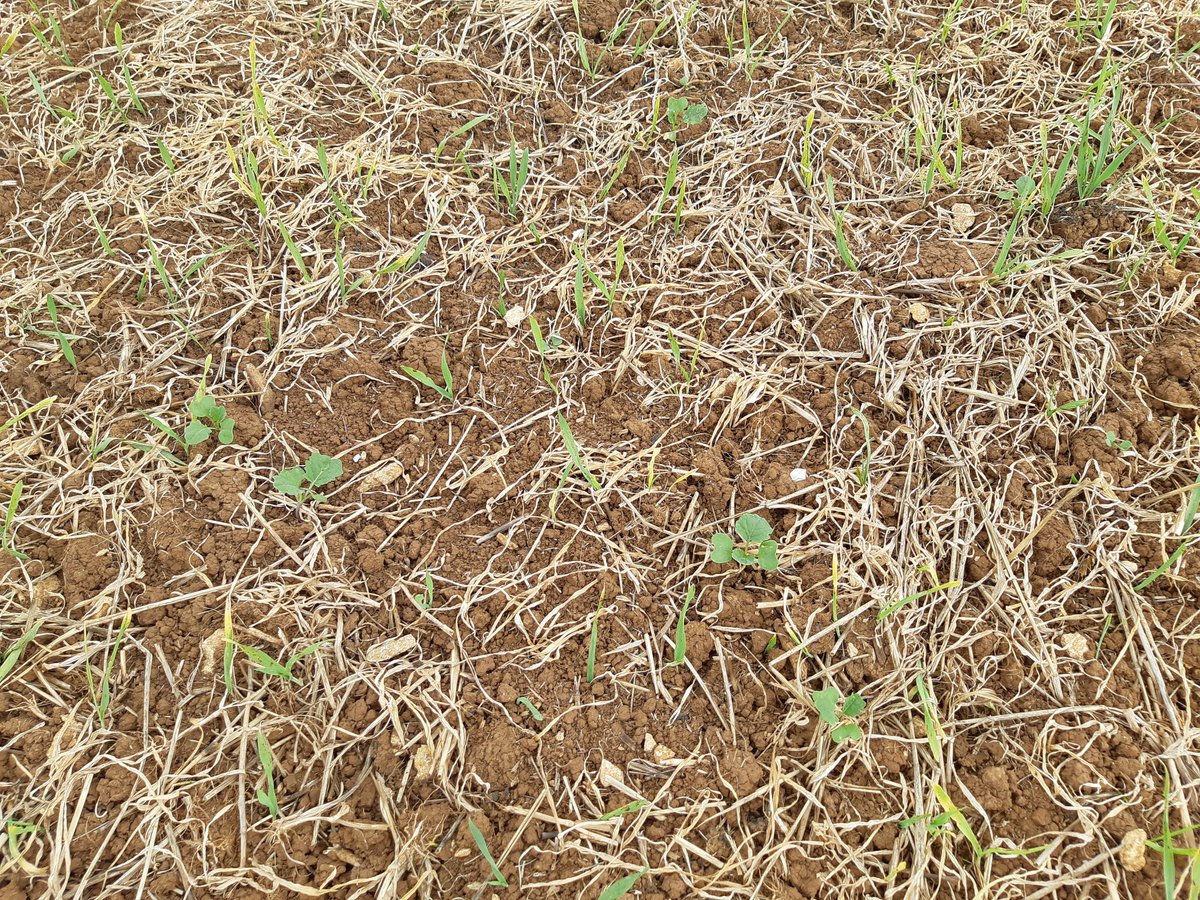 OSR was last grown in this field 7 years ago. #Harvest12 volunteers? Rogue seed off the combine during #Harvest19?

Either way, the non-CL variety due to be drilled in 2 weeks time is not the only variety that will be harvested from this field in #Harvest20