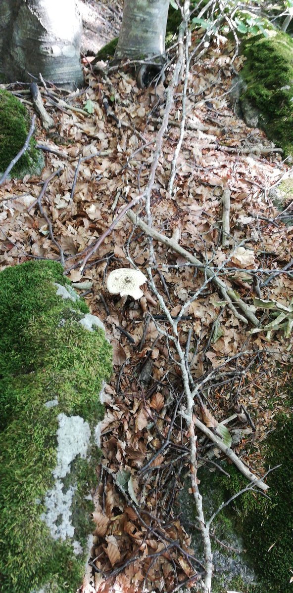 65Lucky's tweet photo. Non è mai #troppoPrestoper ritrovare certi climi ed odori. https://t.co/fQFHavaeZi