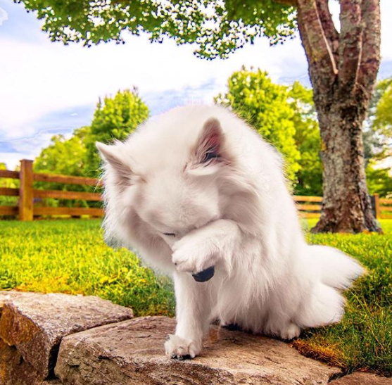 DogEskimon's tweet photo. #dogslover #dogsofinsta  #dogsforlife #dogsmile #dogsarefamily https://t.co/ozebMLgxL7