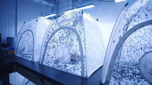 wef's tweet image. This company is breeding millions of insects in the heart of London wef.ch/2NnzkK2 #ShareOurPlanet @WWF @netflix #VoiceForThePlanet