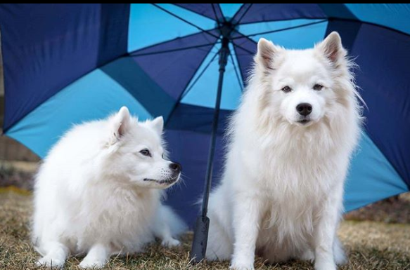 DogEskimon's tweet photo. #dogslover #dogsofinsta  #dogsforlife #dogsmile #dogsarefamily https://t.co/IzI7w035yD