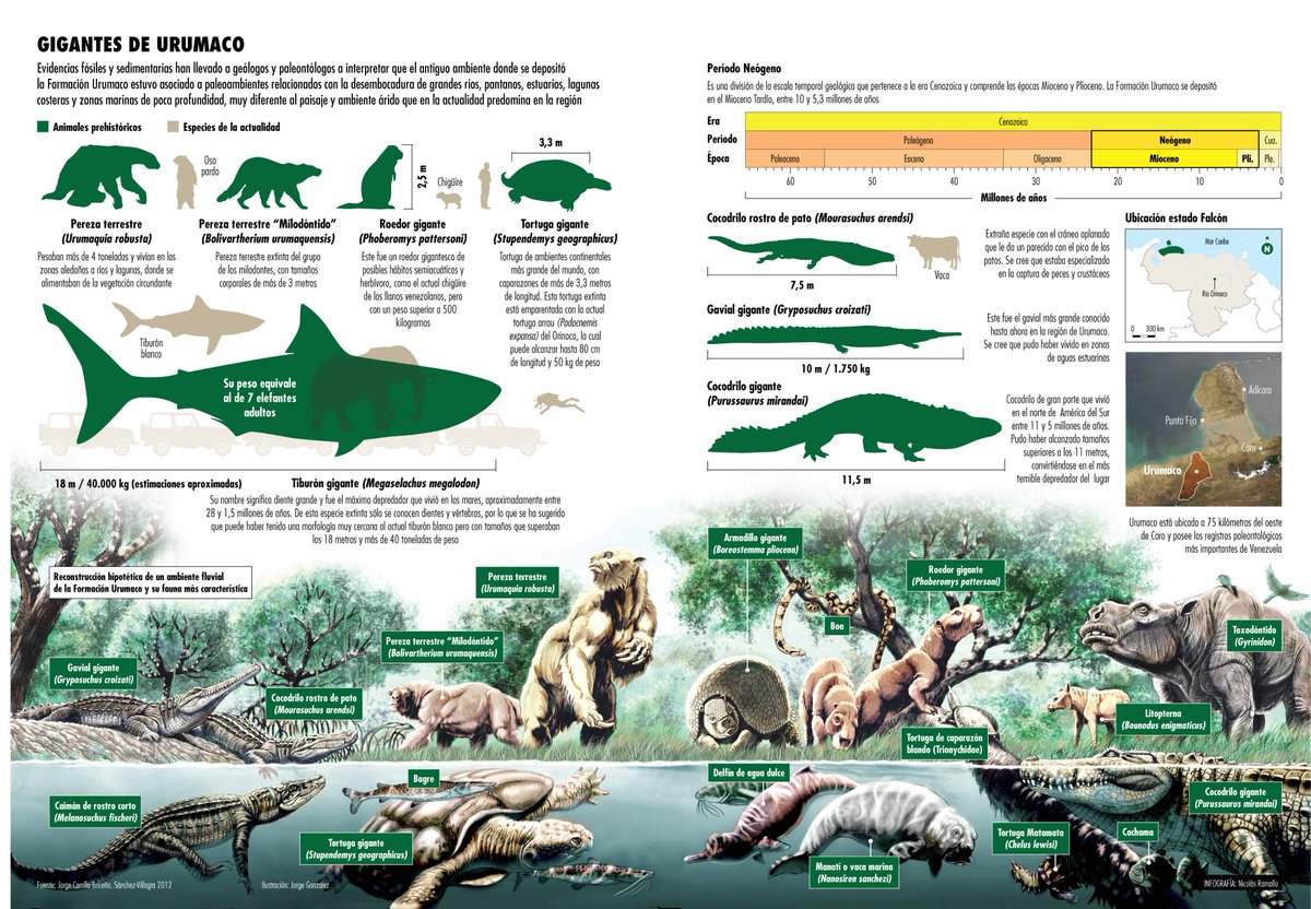 Explora_ABD's tweet photo. #INFOexplora
URUMACO TIERRA DE GIGANTES
UN ESTUARIO MEGADIVERSO QUE SE CONVIRTIÓ EN DESIERTO
En base a estos restos fosilizados como huellas del tiempo, los paleontólogos y geólogos han podido descifrar las… https://t.co/jbx2FLNr30 https://t.co/PGh05nFcvU