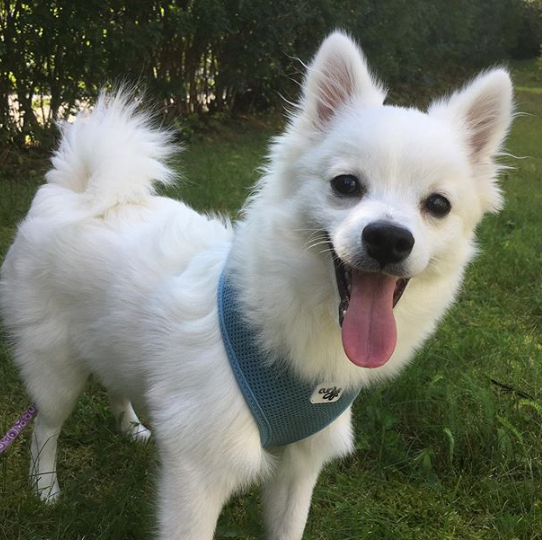 DogEskimon's tweet photo. #dogslover #dogsofinsta  #dogsforlife #dogsmile #dogsarefamily https://t.co/wSFDtw1jwF