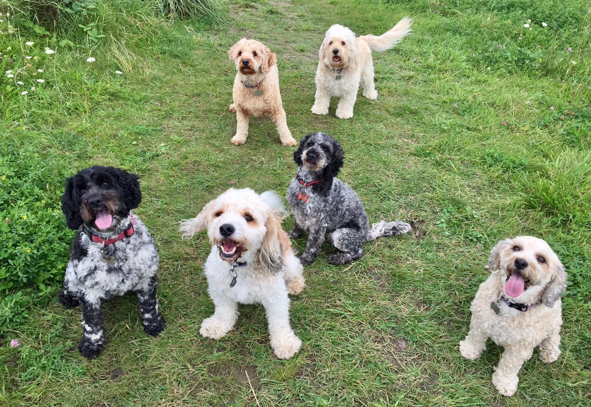 Sometimes taking the perfect photo can be difficult! 😂🐾🐾<a href="/dogcelebration/">CelebrationOfDogs</a> @WayTooViral @dogownersuk @NetPetrage @GoodVetGuide <a href="/dogandpuplovers/">We love dogs. 🐕🐶😍</a>  
#blackpooldogwalker #lovedogs #fun #walks #dogsoftwitter #cutedogs #Blackpool #shotoftheweek