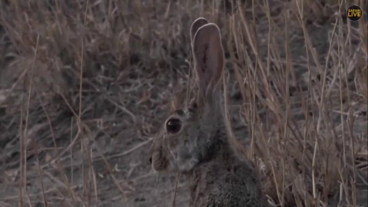 myrtleSC1's tweet photo. My ,What big ears and eyes you have ....... #safarilive https://t.co/DuJuUCiXRw