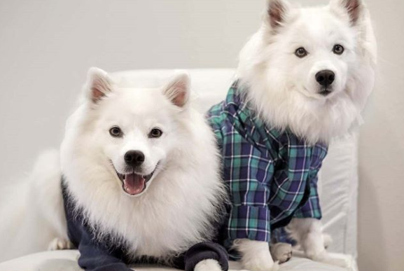 DogEskimon's tweet photo. #dogslover #dogsofinsta  #dogsforlife #dogsmile #dogsarefamily https://t.co/0UCuJI1a53