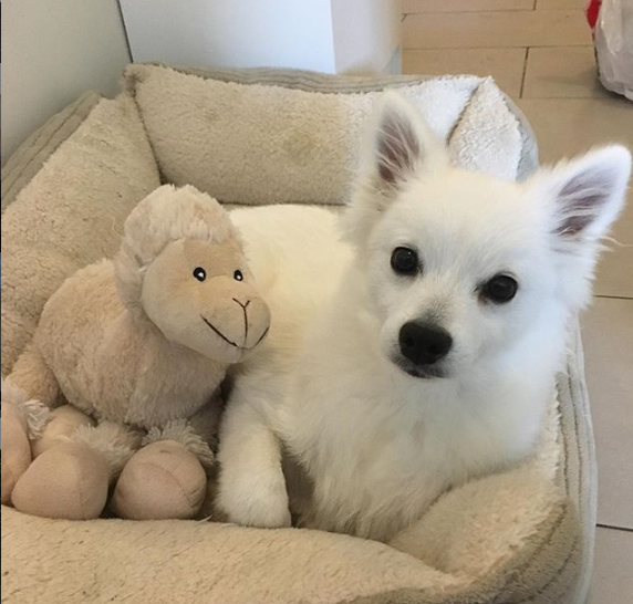 DogEskimon's tweet photo. #dogslover #dogsofinsta  #dogsforlife #dogsmile #dogsarefamily https://t.co/NyJAhDcapL